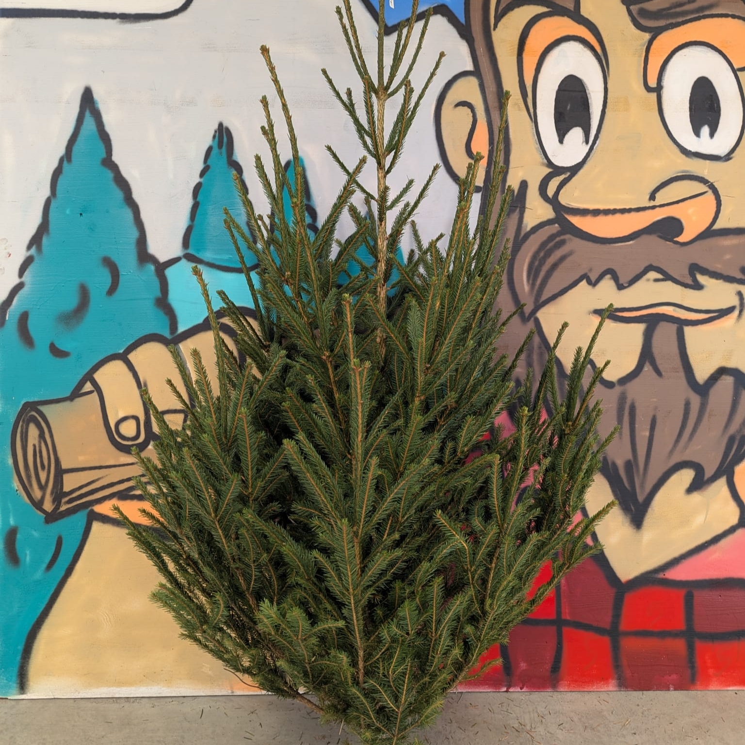 Sapins de Noël Epicéa 2.00m - 2.50m