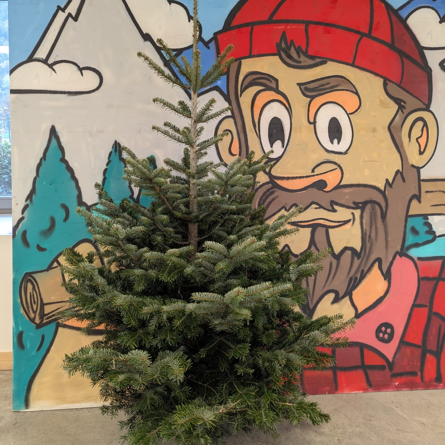 Sapins de Noël Nordmann 3.00m - 4.00m